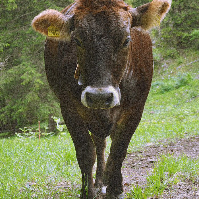 Ahgly Company Indoor Rectangle Animals Cow Area Rugs, 8' x 12'