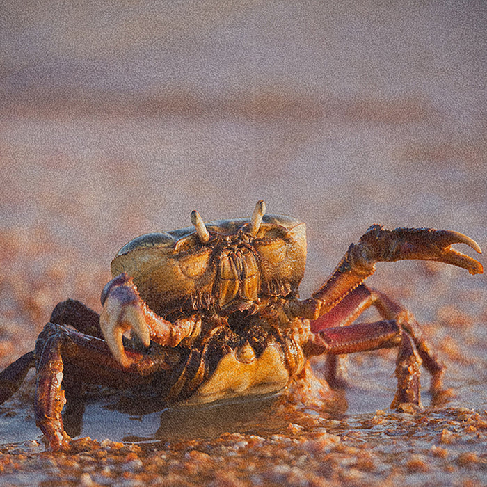 Ahgly Company Indoor Rectangle Animals Crab Area Rugs, 8' x 12'