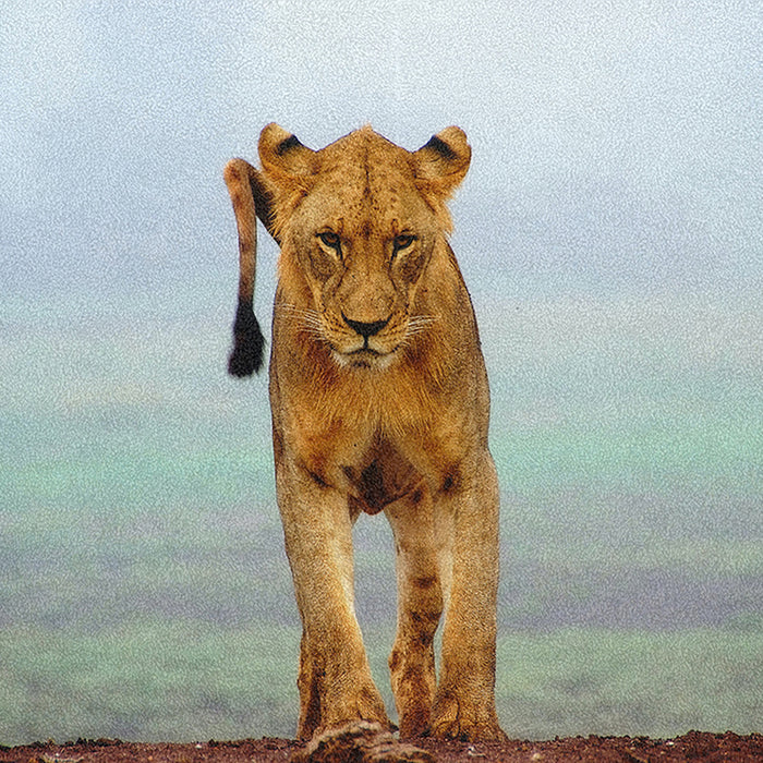 Ahgly Company Indoor Rectangle Animals Lion Area Rugs, 8' x 12'