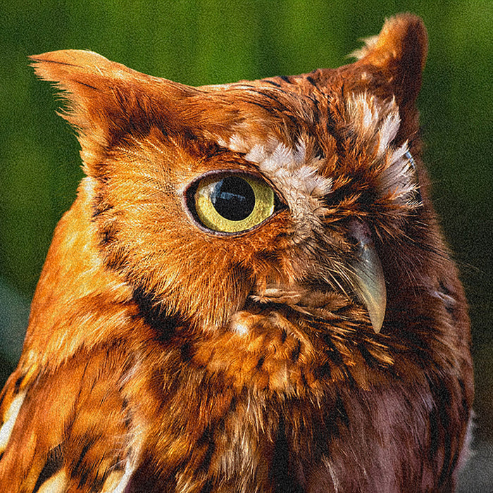 Ahgly Company Indoor Rectangle Animals Owl Area Rugs, 8' x 12'