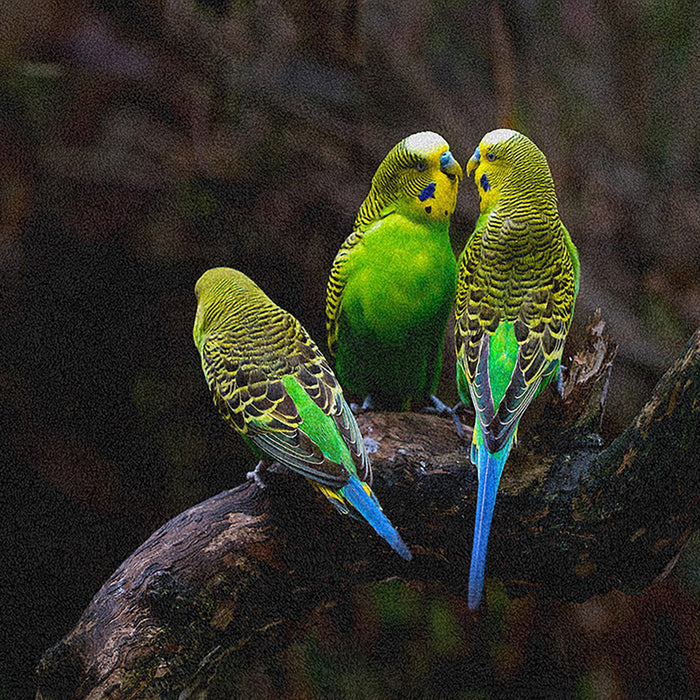 Ahgly Company Indoor Rectangle Animals Parrot Area Rugs, 8' x 12'