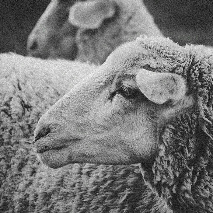 Ahgly Company Indoor Rectangle Animals Sheep Area Rugs, 8' x 12'