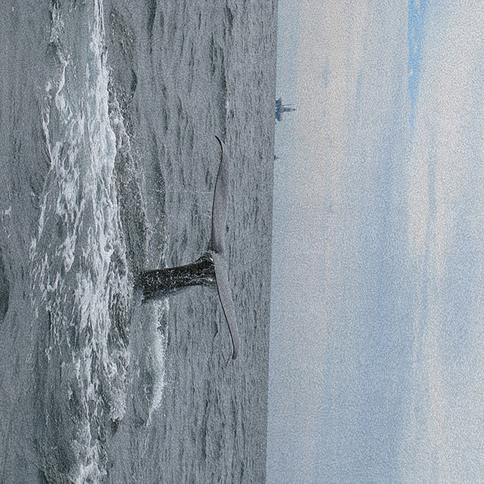 Ahgly Company Indoor Rectangle Animals Whale Area Rugs, 8' x 12'