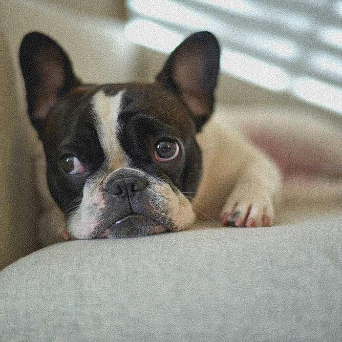 Ahgly Company Indoor Rectangle Dogs Bulldog Area Rugs, 8' x 12'