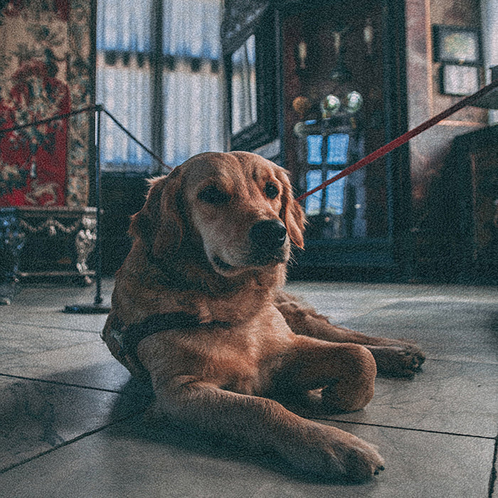 Ahgly Company Indoor Rectangle Dogs Dogs Area Rugs, 8' x 12'