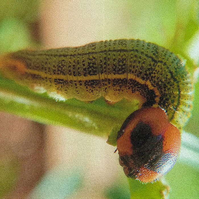 Ahgly Company Indoor Rectangle Insects worm Area Rugs, 8' x 12'