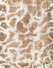 Abstract Wheat Beige Modern Rug, abs1161