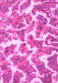 Machine Washable Abstract Pink Modern Rug, wshabs1173pnk