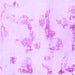 Square Machine Washable Oriental Purple Modern Area Rugs, wshabs1179pur