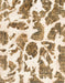 Abstract Light Brown Modern Rug, abs835