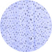 Round Solid Blue Modern Rug, con1486blu