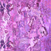 Square Machine Washable Animal Purple Traditional Area Rugs, wshtr4557pur