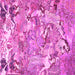 Square Machine Washable Animal Pink Traditional Rug, wshtr4557pnk