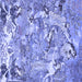 Square Machine Washable Animal Blue Traditional Rug, wshtr4557blu