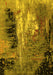 Machine Washable Oriental Yellow Industrial Rug, wshurb2808yw