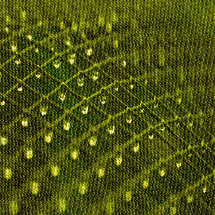 Patterned Dark Forest Green Rug, pat1086yw