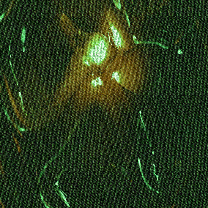 Machine Washable Transitional Black Rug, wshpat1242grn