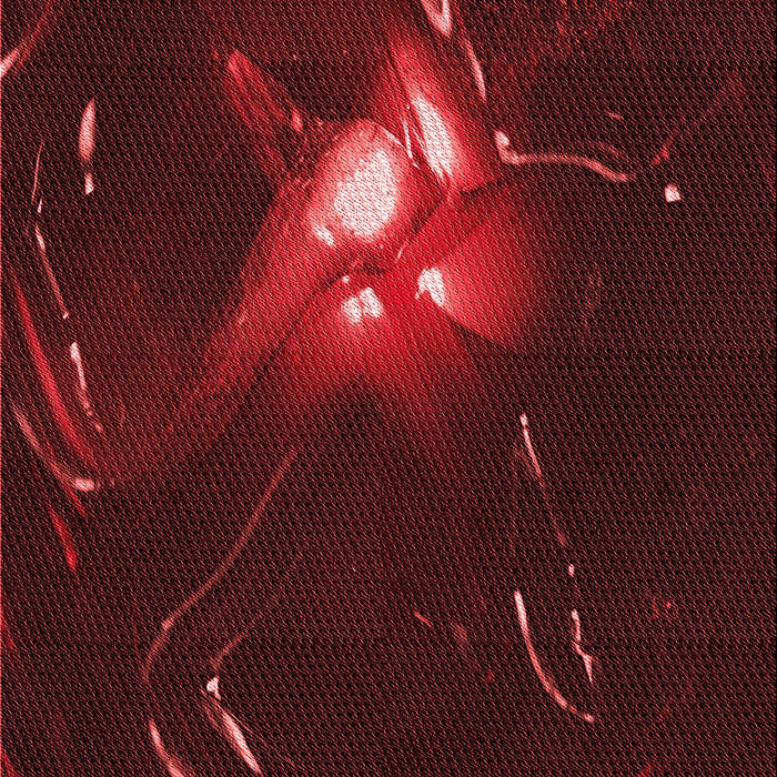 Machine Washable Transitional Saffron Red Rug, wshpat1242rd