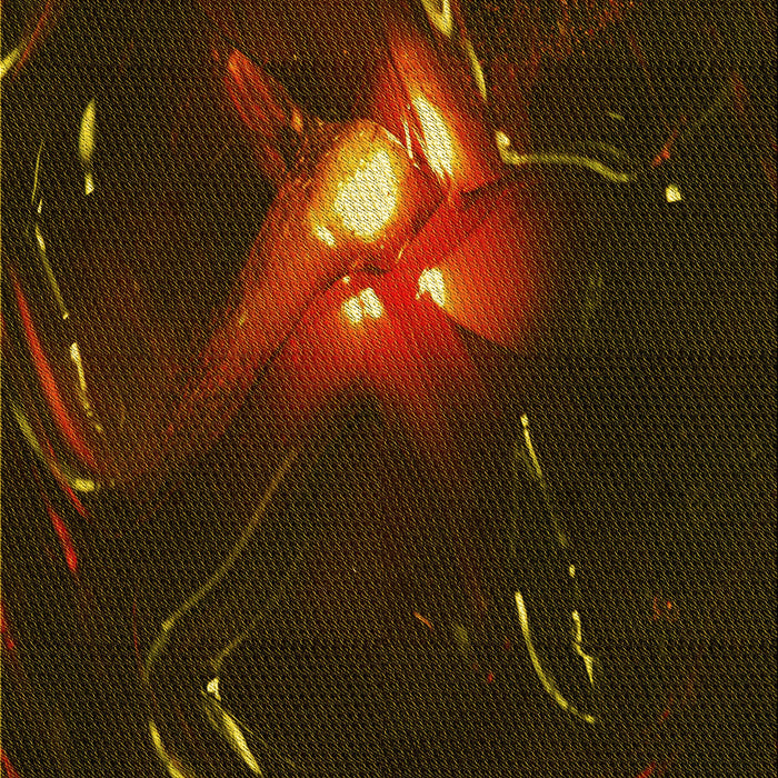 Machine Washable Transitional Dark Bronze Brown Rug, wshpat1242yw