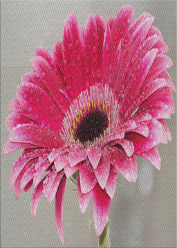 Machine Washable Transitional Silver Pink Rug, wshpat1303