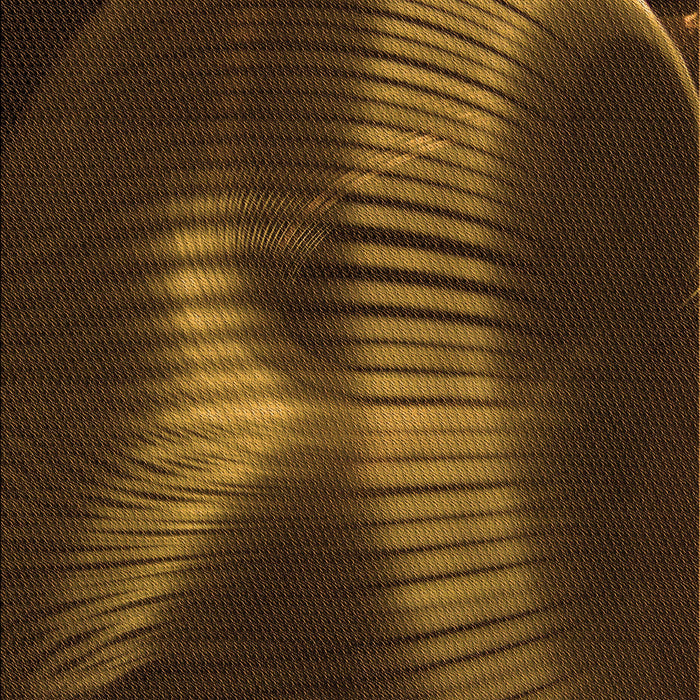 Machine Washable Transitional Black Brown Rug, wshpat1843org