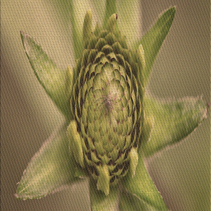 Patterned Red Brown Rug, pat1857brn