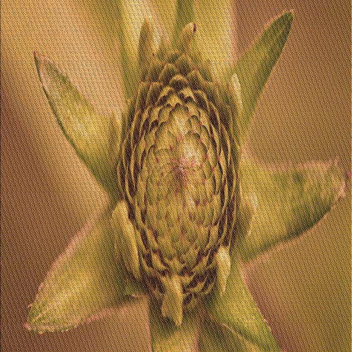 Machine Washable Transitional Mahogany Brown Rug, wshpat1857org