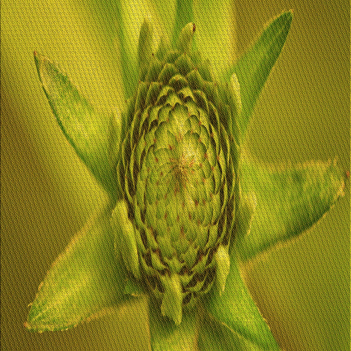 Machine Washable Transitional Olive Green Rug, wshpat1857yw