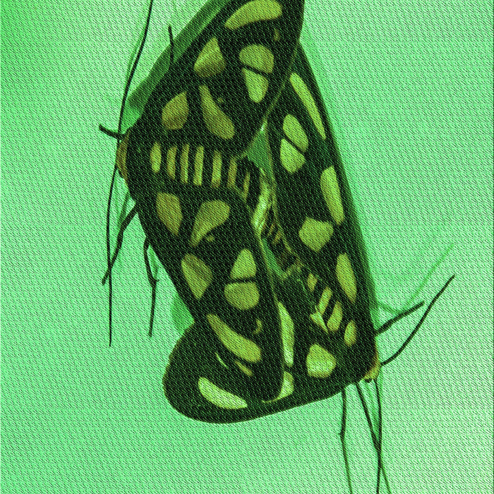 Machine Washable Transitional Green Rug, wshpat2089grn