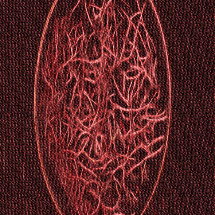 Machine Washable Transitional Fire Brick Red Rug, wshpat2103rd