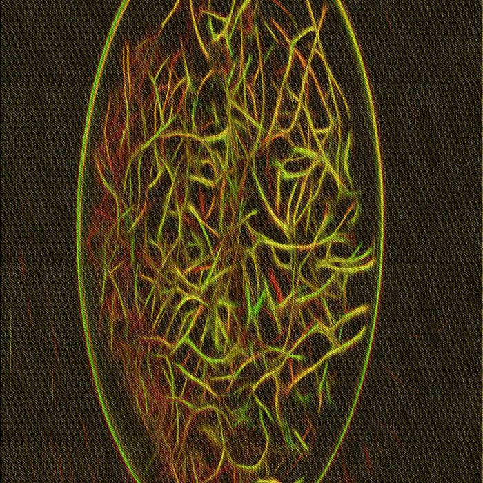 Machine Washable Transitional Dark Bronze Brown Rug, wshpat2103yw