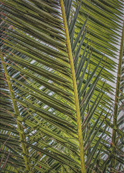 Patterned Dark Forest Green Novelty Rug, pat2156