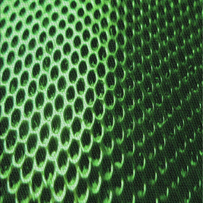 Machine Washable Transitional Dark Forest Green Rug, wshpat2227grn