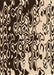 Patterned Black Brown Rug, pat2382org