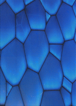 Patterned Blue Novelty Rug, pat255