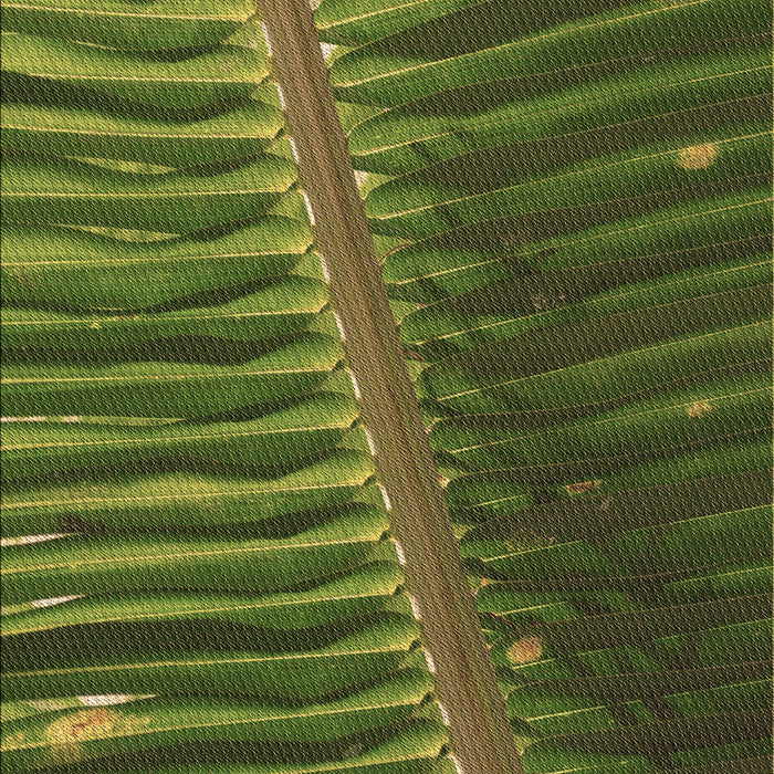 Machine Washable Transitional Dark Forest Green Rug, wshpat284brn