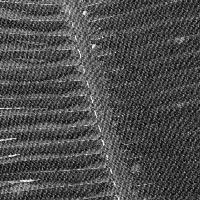 Machine Washable Transitional Charcoal Black Rug, wshpat284gry