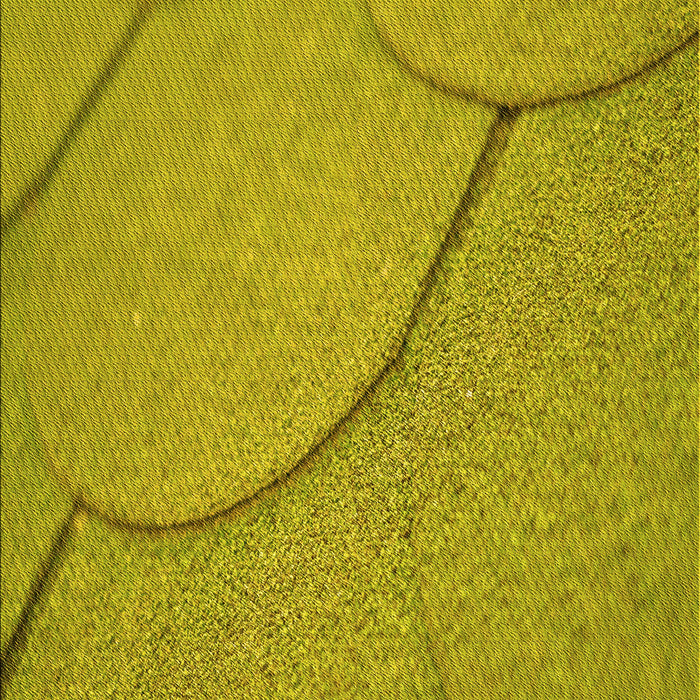 Patterned Dark Yellow Green Rug, pat2842yw