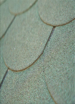 Machine Washable Transitional Green Rug, wshpat2842