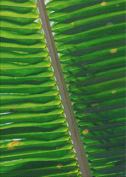 Patterned Deep Emerald Green Novelty Rug, pat284