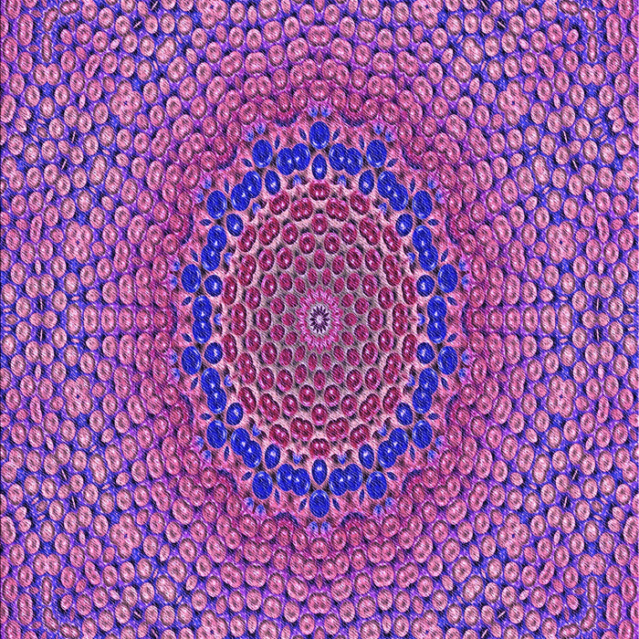 Machine Washable Transitional Orchid Purple Rug, wshpat3706pur