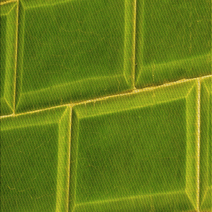 Patterned Pistachio Green Rug, pat3756yw