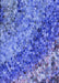 Machine Washable Transitional Sky Blue Rug, wshpat3780blu