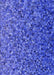 Machine Washable Transitional Light Slate Blue Rug, wshpat3783blu