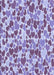 Machine Washable Transitional Purple Violet Purple Rug, wshpat4blu