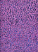 Machine Washable Transitional Purple Rug, wshpat441pur