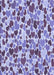 Machine Washable Transitional Amethyst Purple Rug, wshpat6blu