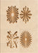 Patterned Bronze Brown Rug, pat897org