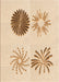 Patterned Bronze Brown Rug, pat903org