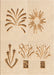 Patterned Brown Sand Brown Rug, pat904org